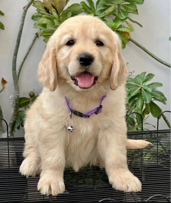 Golden retriever puppy for sale 4