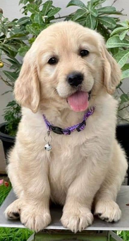 Golden retriever puppy for sale 5