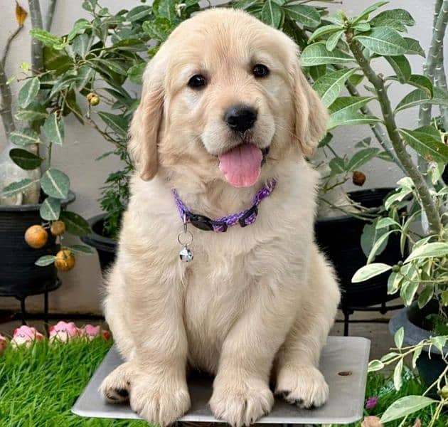 Golden retriever puppy for sale 6