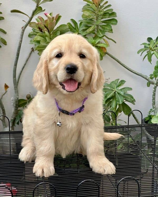 Golden retriever puppy for sale 7