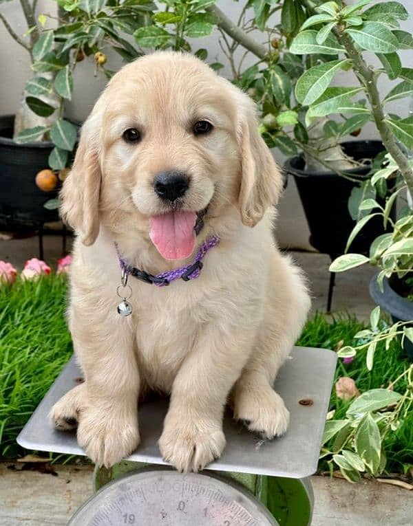 Golden retriever puppy for sale 10