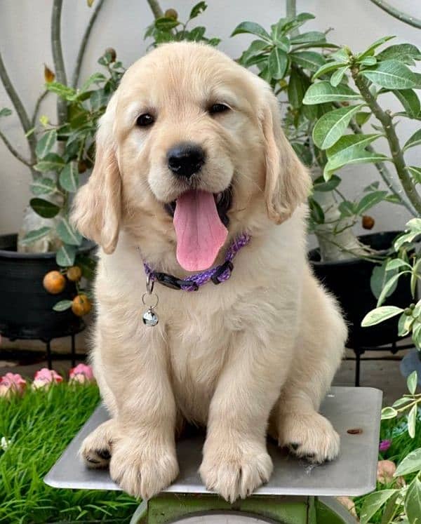 Golden retriever puppy for sale 12