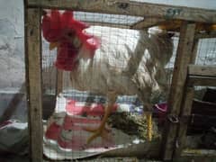 white hen and beautiful small cage