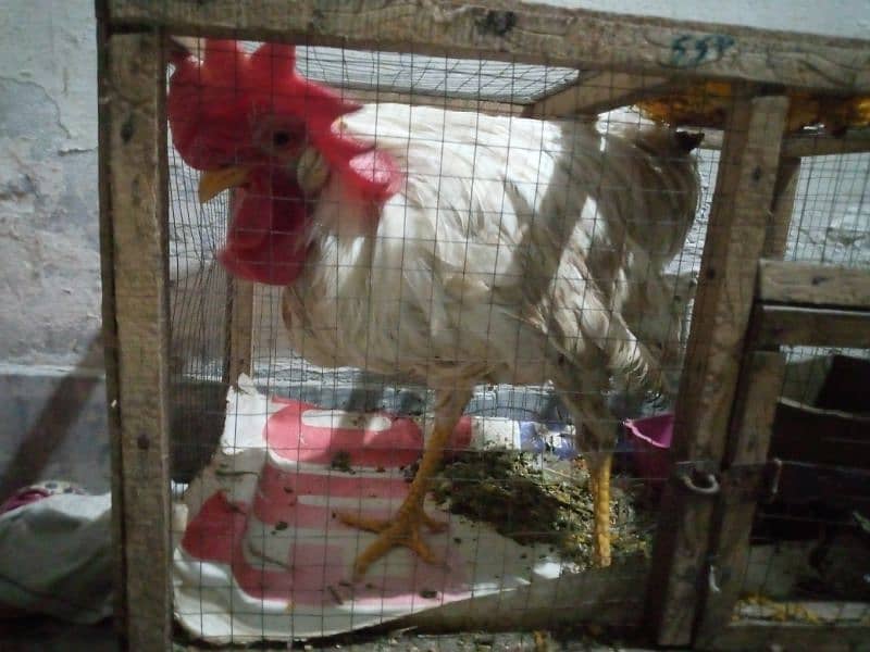 white hen and beautiful small cage 0