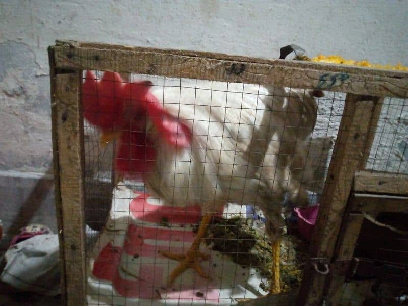 white hen and beautiful small cage 1