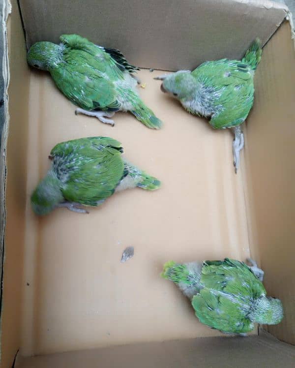 one month baby parrots 1