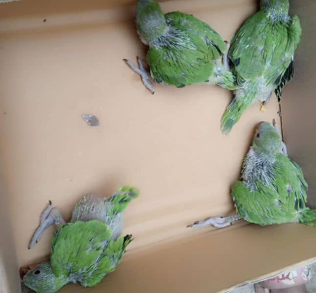 one month baby parrots 2