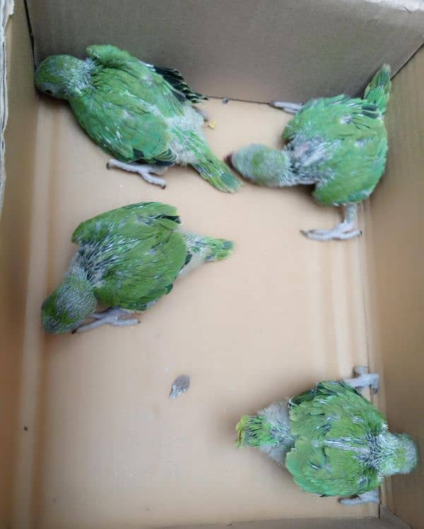 one month baby parrots 3