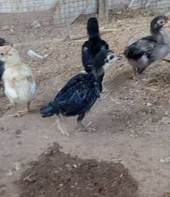 aseel chiks available