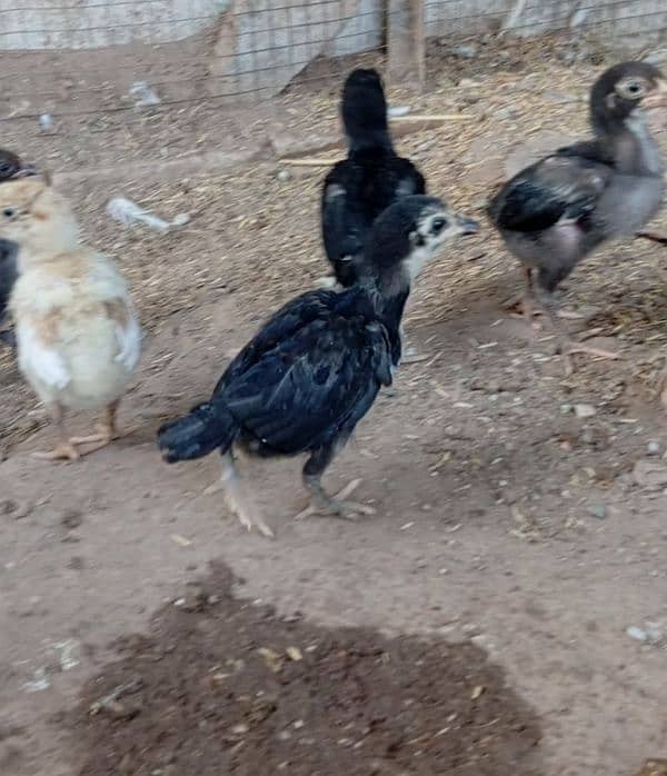 aseel chiks available 0