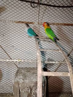 lovebird ki female for sale in age 13 months price 1200