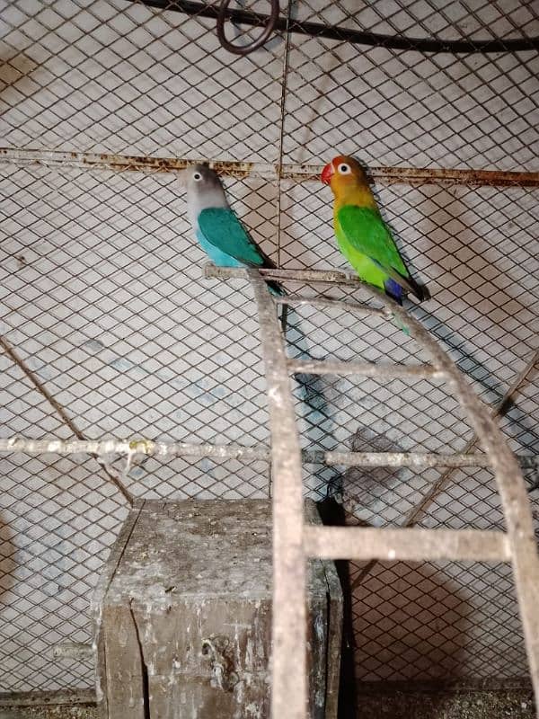 lovebird ki female for sale in age 13 months price 1200 1