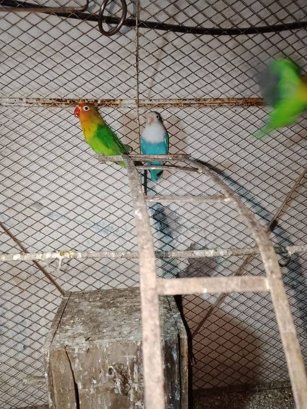 lovebird ki female for sale in age 13 months price 1200 2