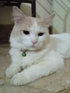 Persian Billa urgent sale