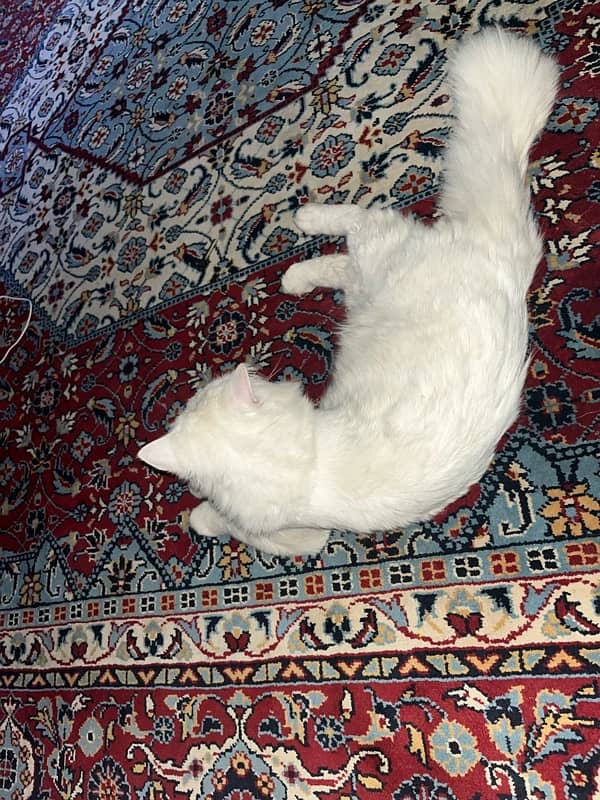 persian cat 0