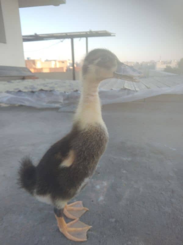 selling for duck baby 0