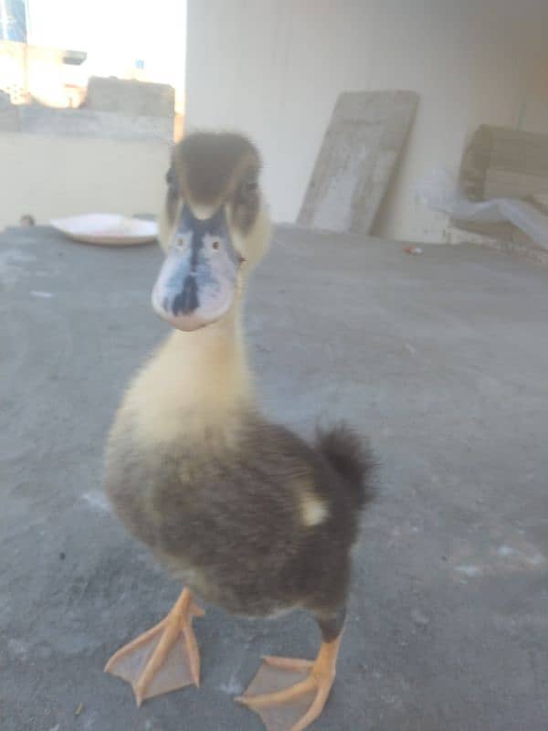 selling for duck baby 3