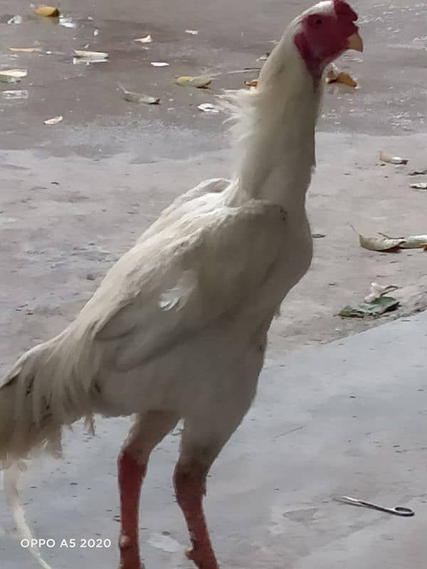 White Shamo for Sale 0