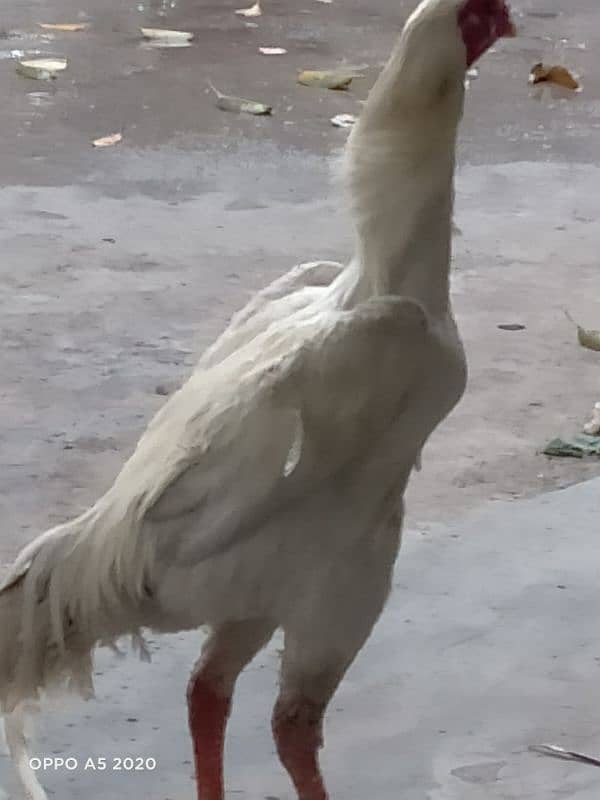 White Shamo for Sale 2