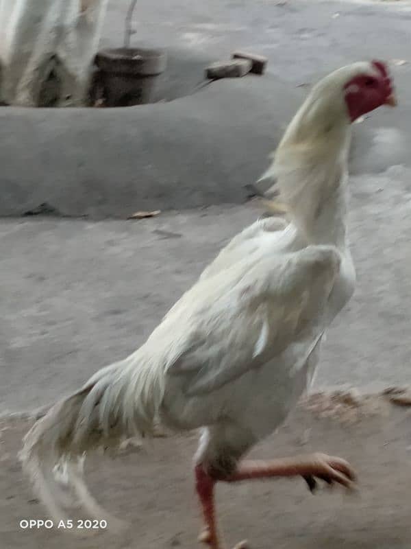 White Shamo for Sale 4