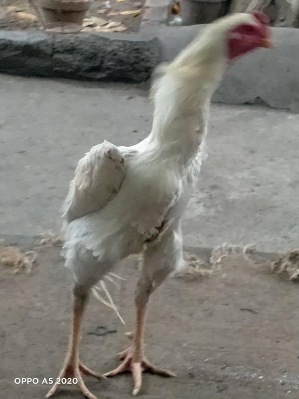 White Shamo for Sale 5