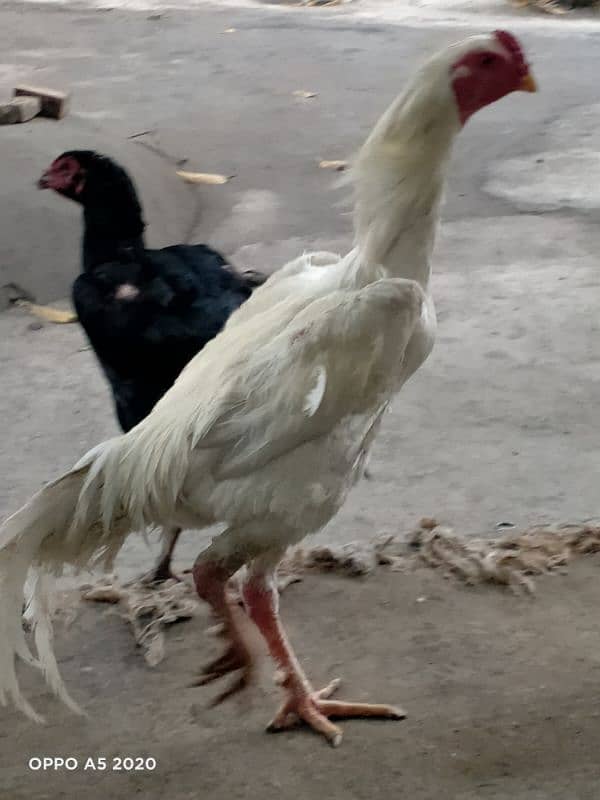 White Shamo for Sale 6