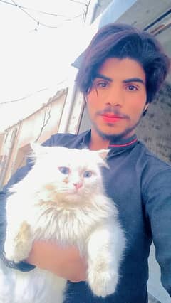 Decent Persian cat for Home