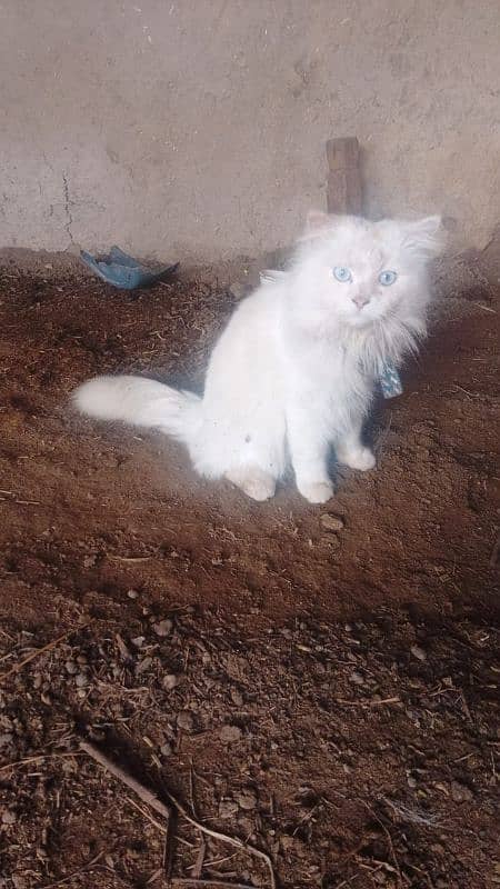 Decent Persian cat for Home 3