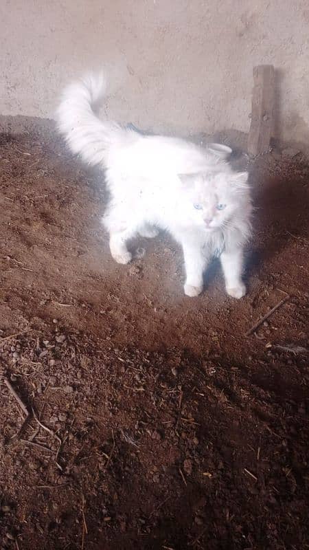 Decent Persian cat for Home 4