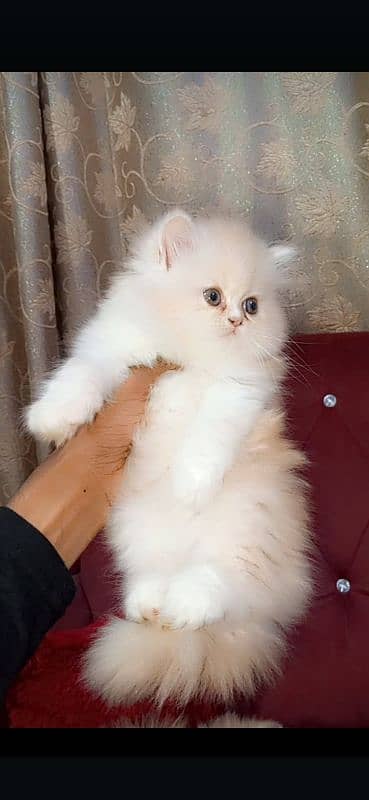 healthy and active playful kitten available for sale 1