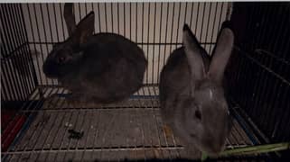 gray Rabbit male and female both