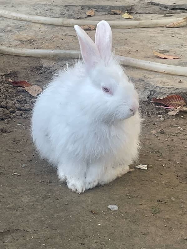 english angora pair 0