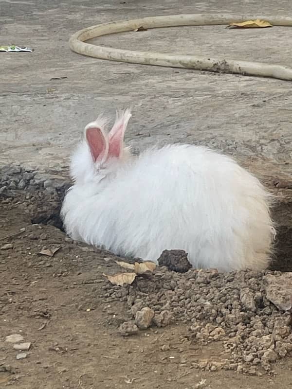 english angora pair 1