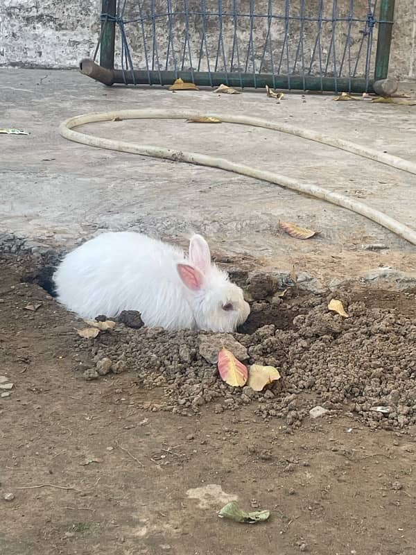 english angora pair 2