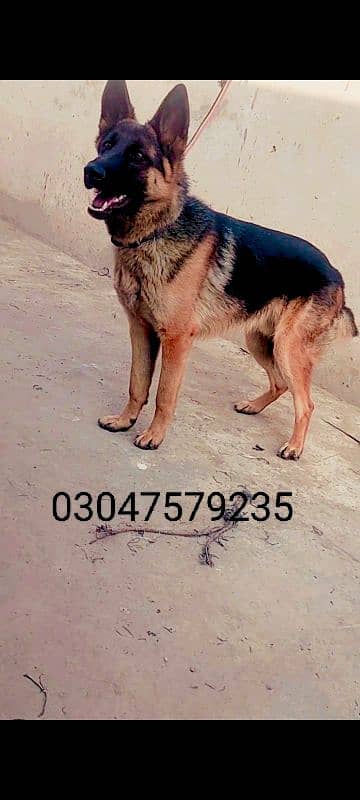 young German shepherd male 0