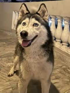 saibirian husky male for sale urgent