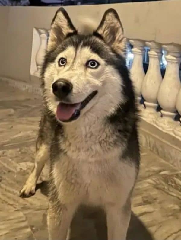 saibirian husky male for sale urgent 0