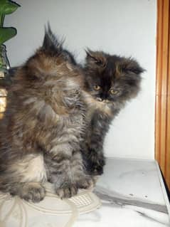 persian cat for sale