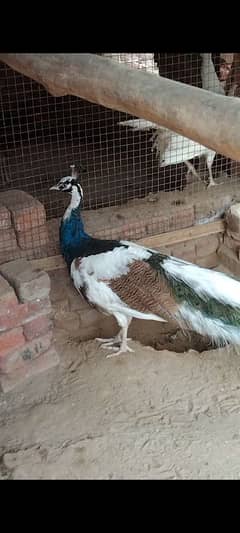 peacock breeder pairs 03055687059 call,r what,s up