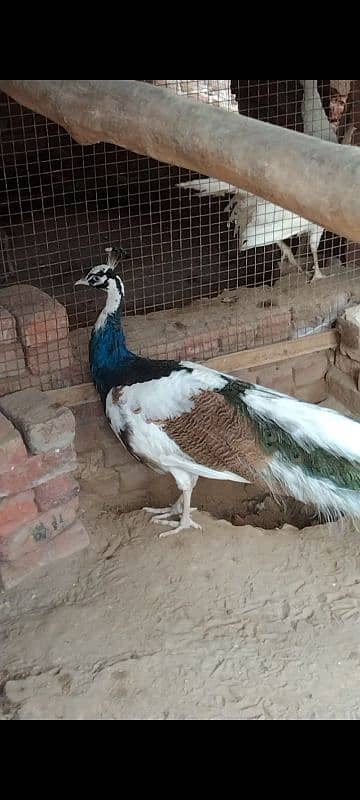 peacock breeder pairs 03055687059 call,r what,s up 0