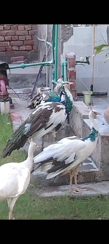 peacock breeder pairs 03055687059 call,r what,s up 5