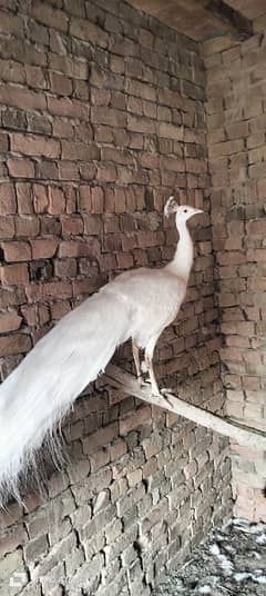 white peacock male 03327615738