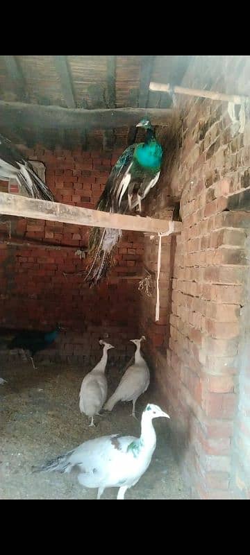 peacock breeder pairs 03055687059 call,r what,s up 7