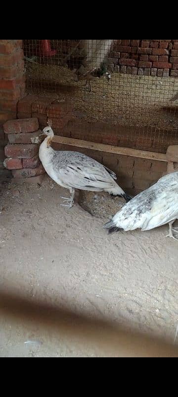 peacock breeder pairs 03055687059 call,r what,s up 8