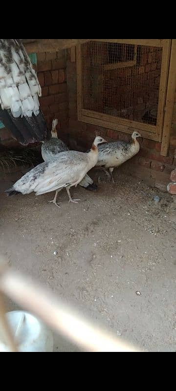 peacock breeder pairs 03055687059 call,r what,s up 11