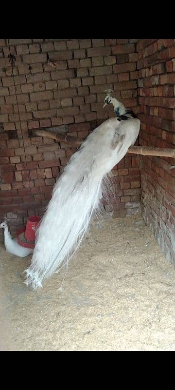 peacock breeder pairs 03055687059 call,r what,s up 13