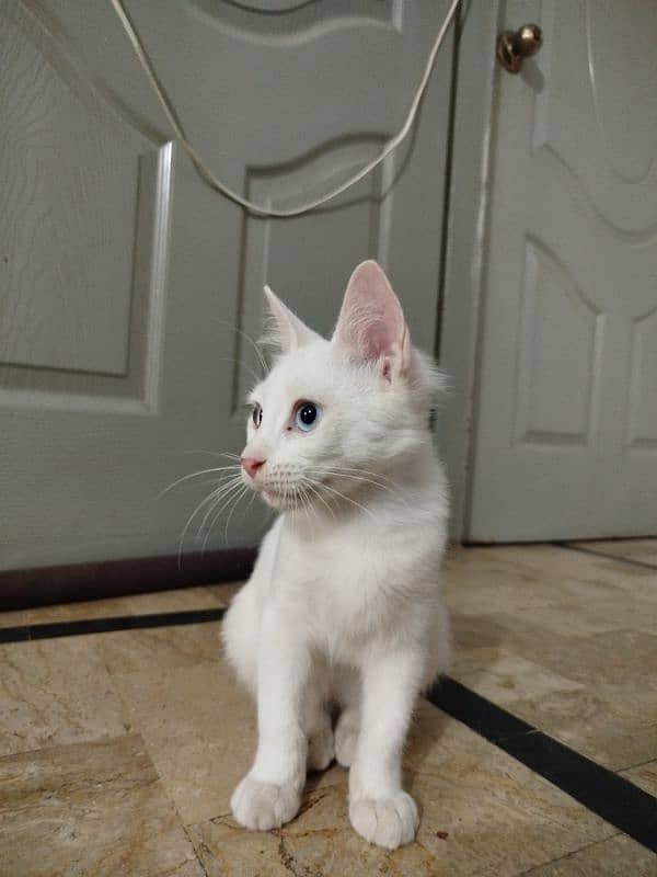 Blue Eyes White kitten 0