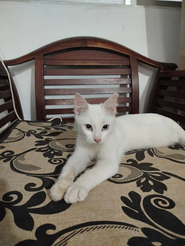 Blue Eyes White kitten 1