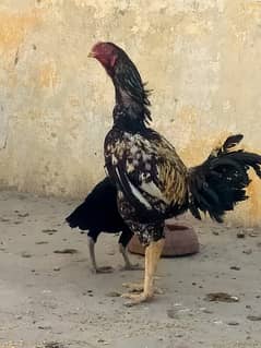 Taikra nayab breed aseel murga old blodline