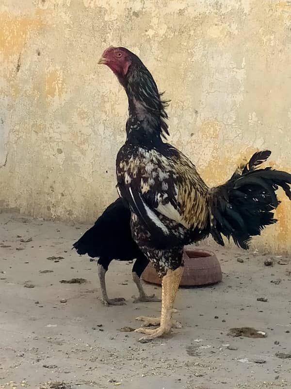 Taikra nayab breed aseel murga old blodline 0